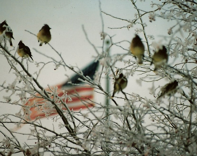 us flag birds