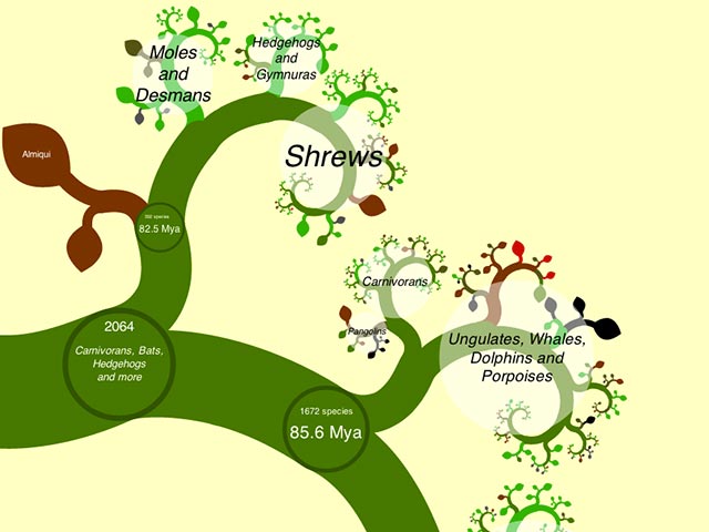 Capture d'écran du site - OneZoom Tree of Life Explorer